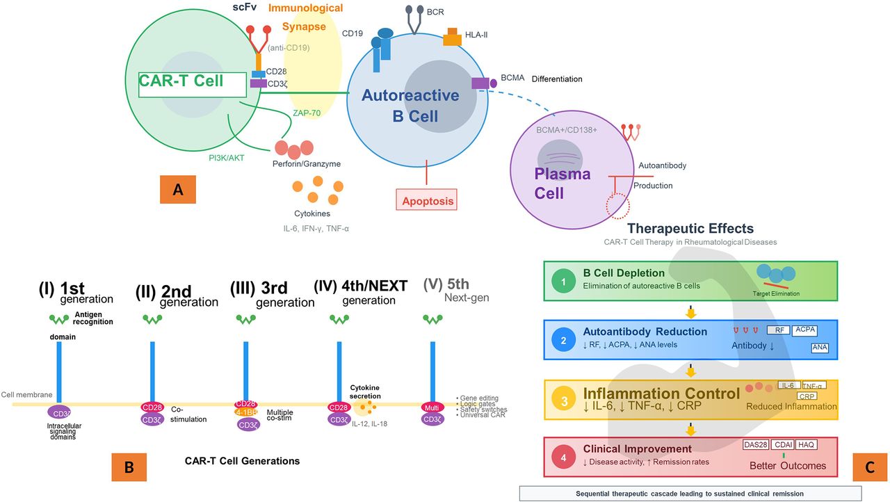 CAR-T cell therapy for treatment-refractory rheumatic autoimmune